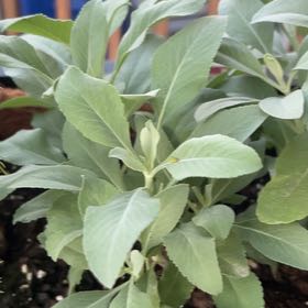 Photo of the plant species White Sage by @LimberOricad30 named Osmo on Greg, the plant care app