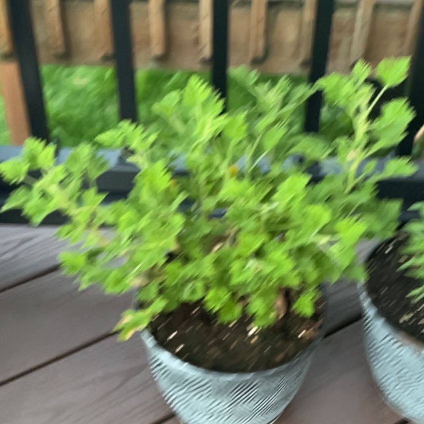 Photo of the plant species Sweet Scented Geranium by @LimberOricad30 named LiloStitch on Greg, the plant care app