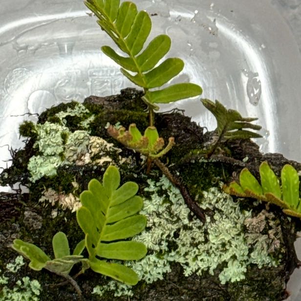 Photo of the plant species Resurrection Fern by @meimold named Resurrection Fern Bark on Greg, the plant care app