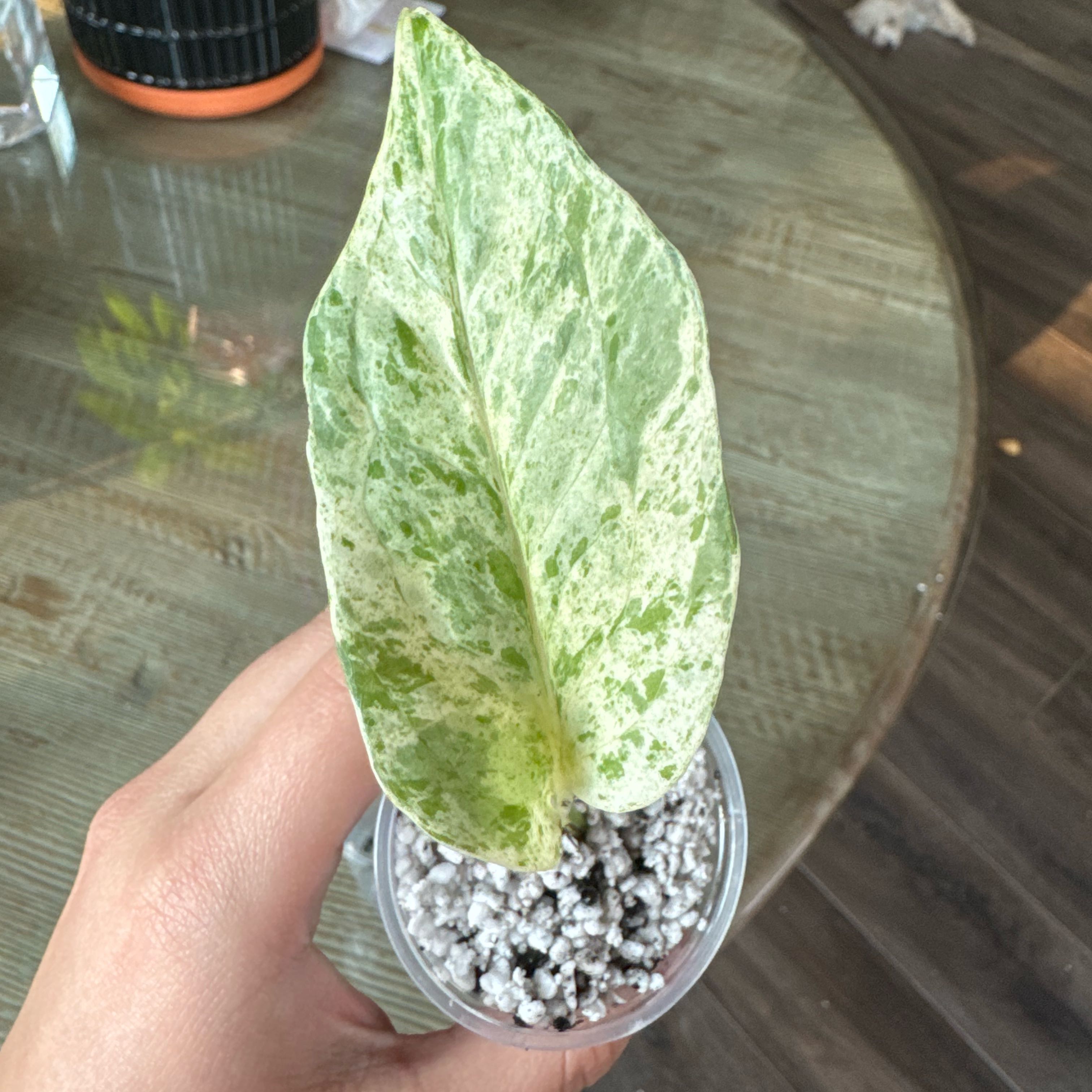 Photo of the plant species Terunoworld 'Fanfare' Pothos by @meimold named Fanfare on Greg, the plant care app