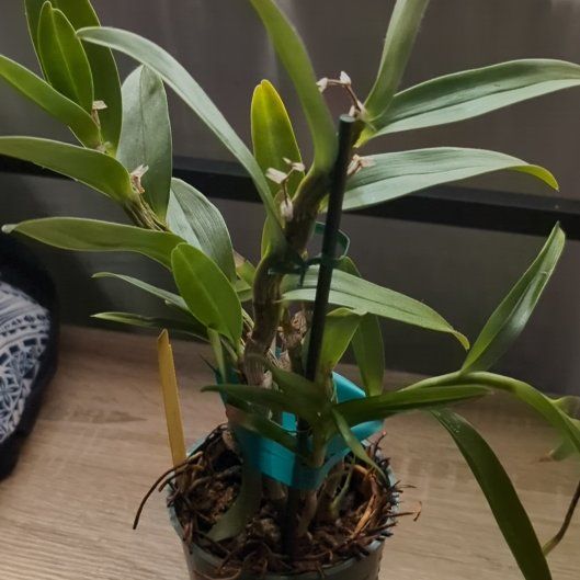 Photo of the plant species Dendrobium orientale by @TopFlax95 named Tolkien on Greg, the plant care app
