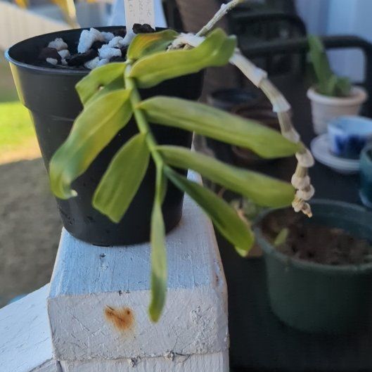 Photo of the plant species Dendrobium 'Wee Wee' by @TopFlax95 named Walt on Greg, the plant care app