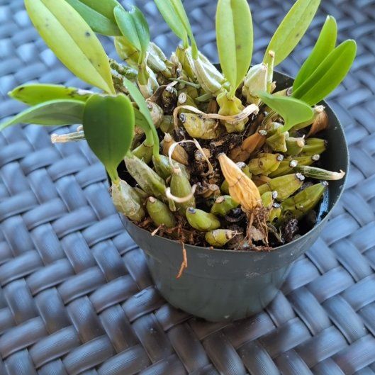Photo of the plant species Mayflower Orchid by @TopFlax95 named Sonora on Greg, the plant care app