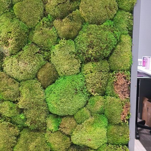 Photo of the plant species White Moss by @RulerZzplant68 named Aristotle on Greg, the plant care app