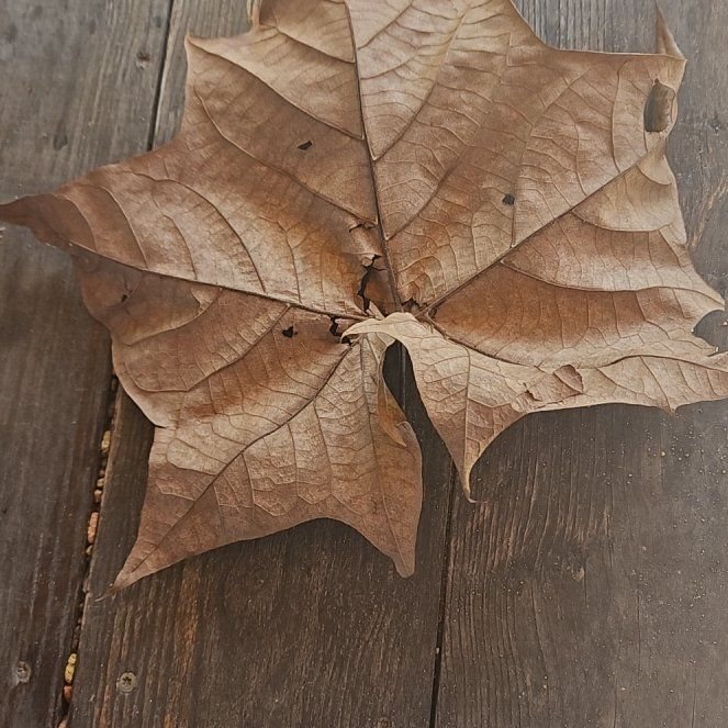 Photo of the plant species American Sycamore by @LadyCobnut49 named Gomez on Greg, the plant care app
