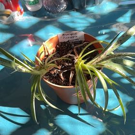 Photo of the plant species Mangave 'Pineapple Express' by @DeftJavafern47 named Elina on Greg, the plant care app