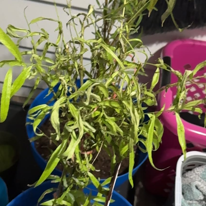 Photo of the plant species Corkscrew Willow by @ReveredBlinks91 named Willow on Greg, the plant care app