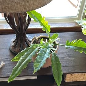 Photo of the plant species Philodrendron Ring Of Fire by @TycoonSarcodes named Luna on Greg, the plant care app