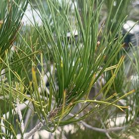 Photo of the plant species Cedros Island Pine by @Wellnessrealtor named Achilles on Greg, the plant care app