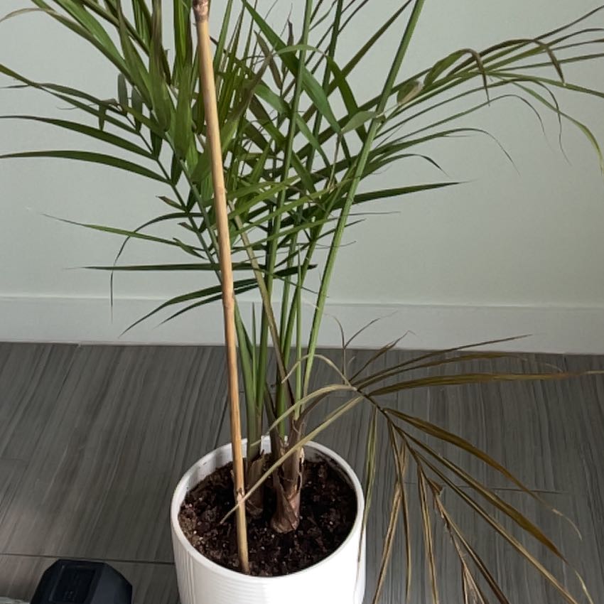 Photo of the plant species Drooping Brome by @SaviorLentil38 named Stella on Greg, the plant care app