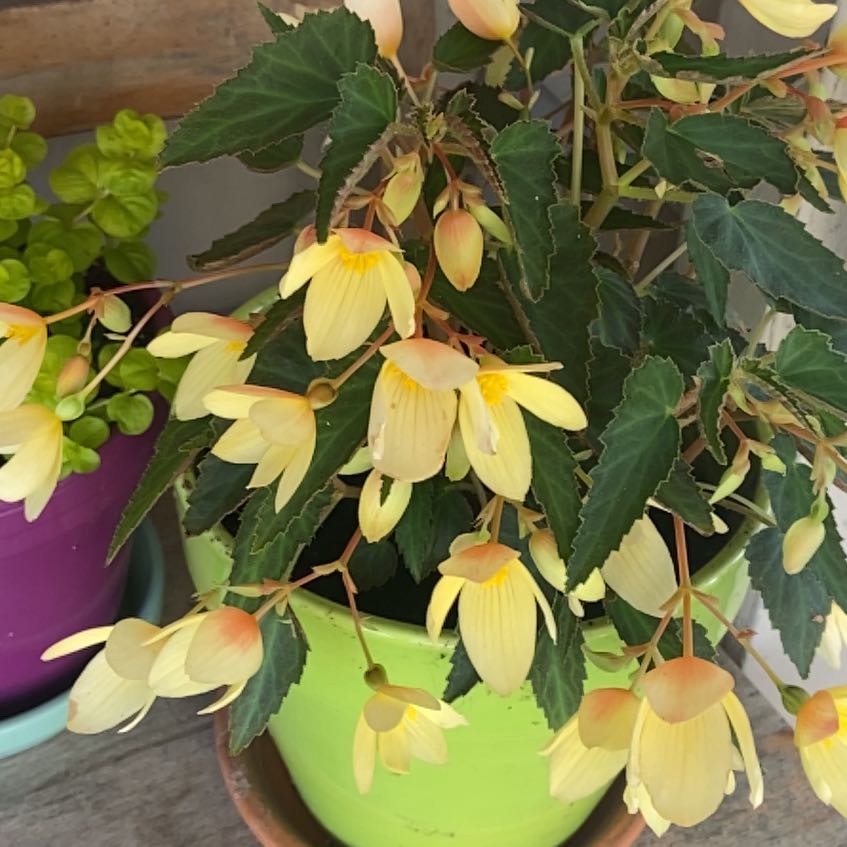 Photo of the plant species Begonia boliviensis by @WeightyPotato96 named Lola on Greg, the plant care app