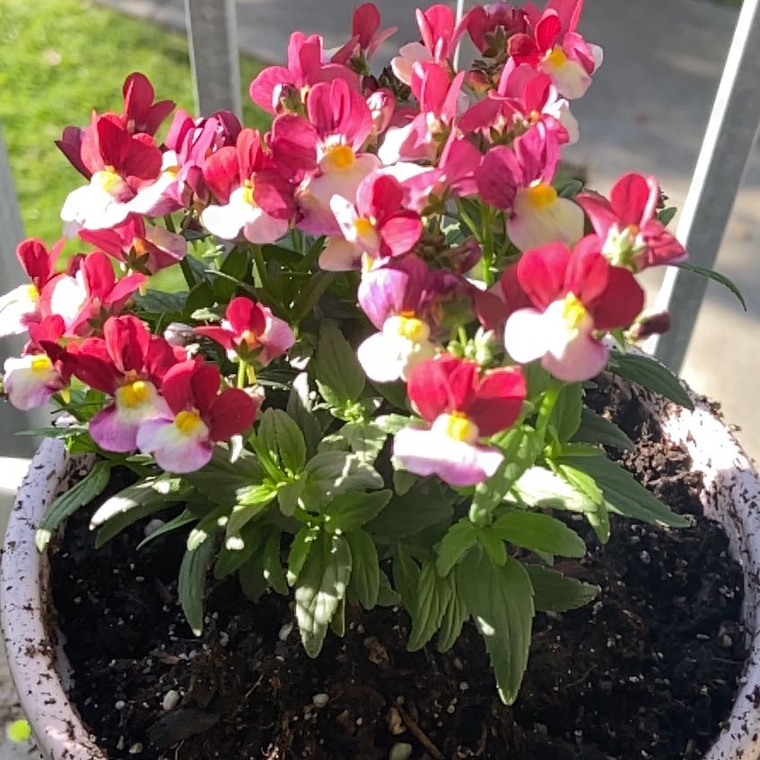 Photo of the plant species Cheeryberry by @WeightyPotato96 named Einstein on Greg, the plant care app
