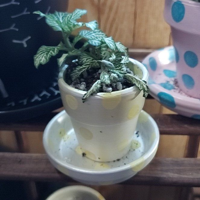 Photo of the plant species White Tiger by @myers20032002 named Surya on Greg, the plant care app