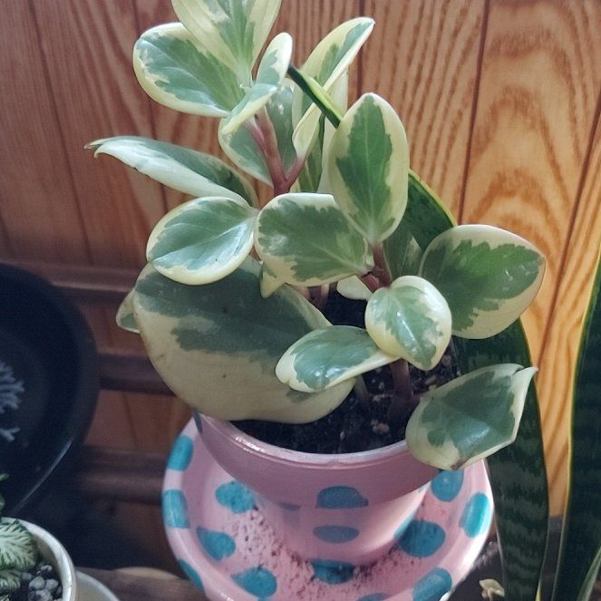 Photo of the plant species Peperomia 'Sweet and Sour™' by @myers20032002 named Athena on Greg, the plant care app