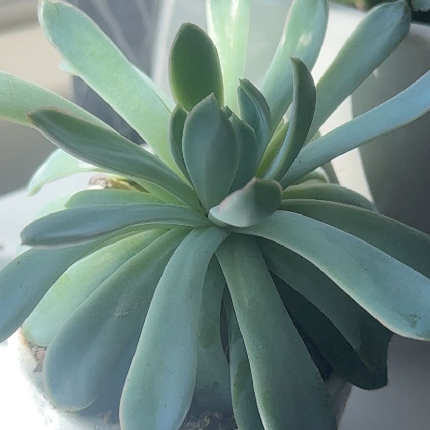 Photo of the plant species Crested Echeveria Elegans by @SuperiorBroom9 named Emerson on Greg, the plant care app