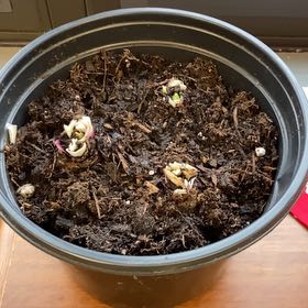 Photo of the plant species Hyacinth 'Happy' by @Matthew10927 named Blue on Greg, the plant care app