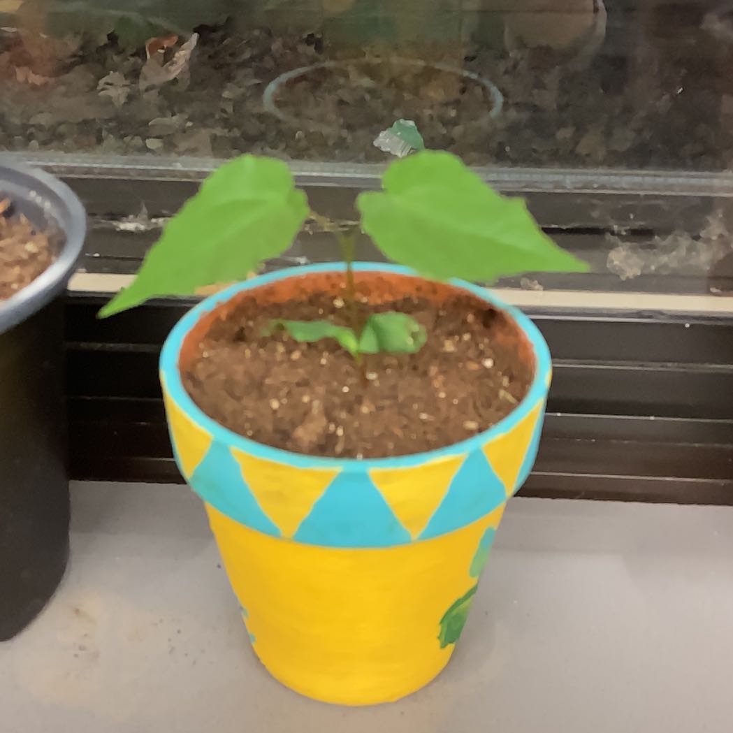 Photo of the plant species Sugar Maple by @Matthew10927 named Sherlock on Greg, the plant care app