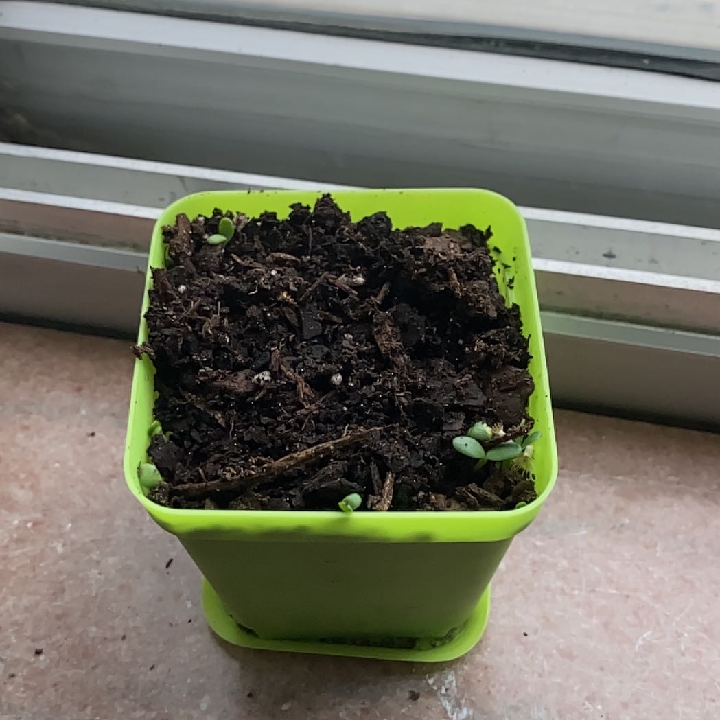 Photo of the plant species Bachelor's Buttons by @DollFuscia84 named Benjamin on Greg, the plant care app