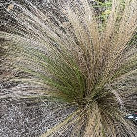 Photo of the plant species Silver Tussock by @FabCorkoak55 named Elina on Greg, the plant care app