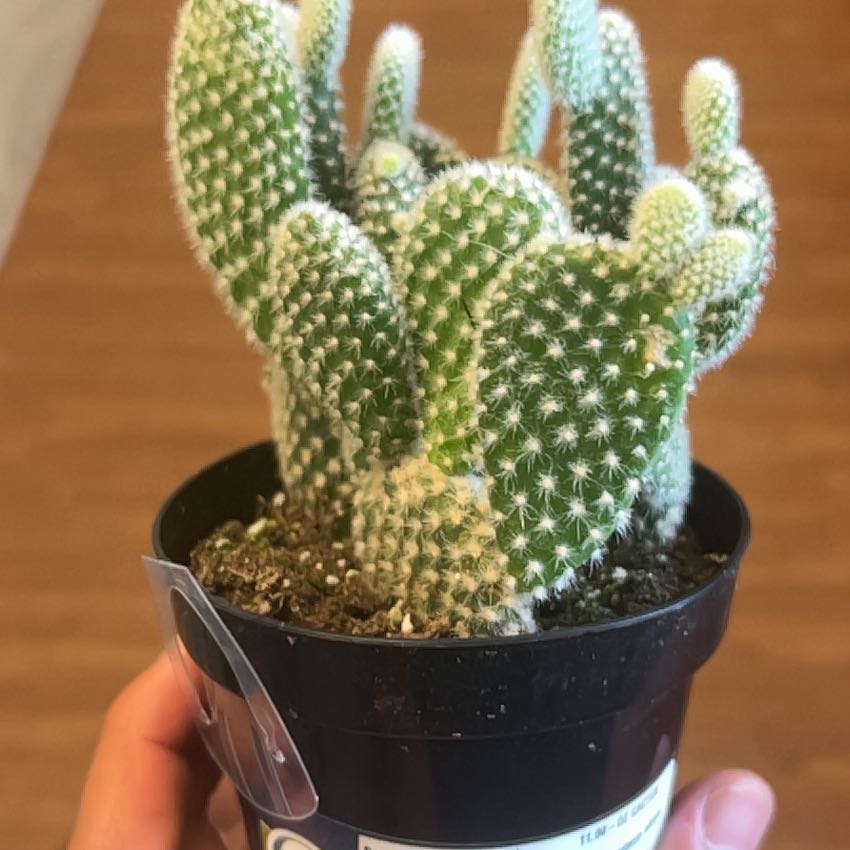 Photo of the plant species Opuntia microdasys albata by @EpitomeGloriosa named Choki on Greg, the plant care app