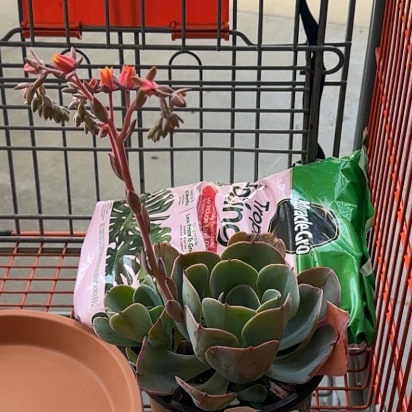Photo of the plant species Echeveria 'Blue Sky' by @JewelledIvy86 named Blue on Greg, the plant care app