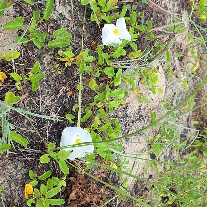 Photo of the plant species Beach Morning-Glory by @BusyLithop96 named Khaleesi on Greg, the plant care app
