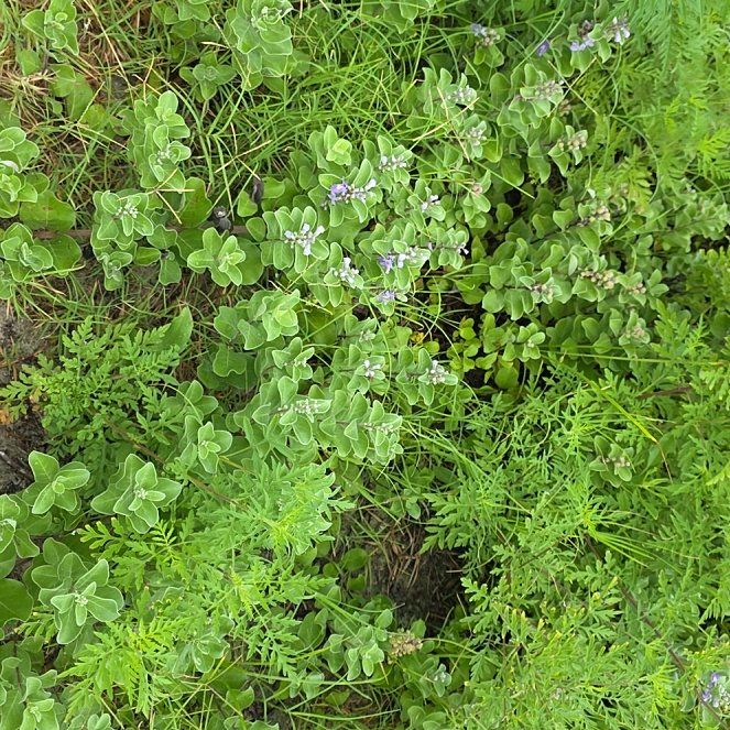 Photo of the plant species Baptisia Australis by @BusyLithop96 named Leonardo on Greg, the plant care app