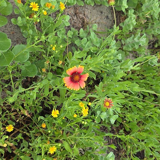 Photo of the plant species Indian Blanket by @BusyLithop96 named Shakira on Greg, the plant care app