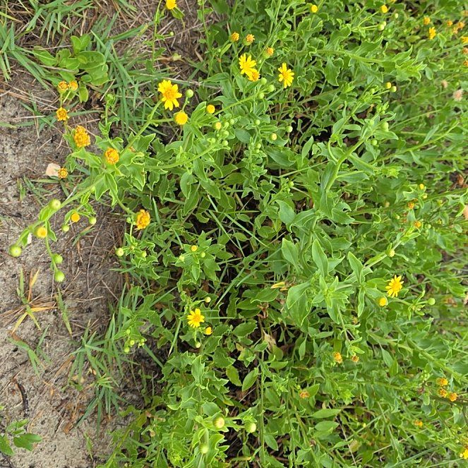 Photo of the plant species Sneezeweed by @BusyLithop96 named Bieber on Greg, the plant care app