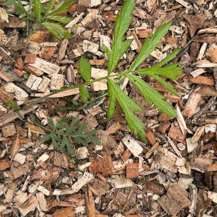 Photo of the plant species White Avens by @LeadingBlinks86 named Curie on Greg, the plant care app