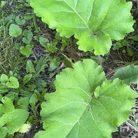 Photo of the plant species Lesser Burrdock by @LeadingBlinks86 named Hamilton on Greg, the plant care app