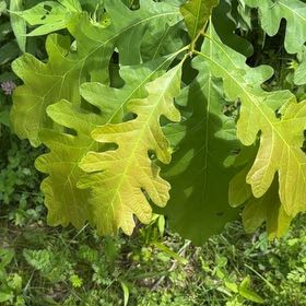 Photo of the plant species Bur Oak by @LeadingBlinks86 named Orlando Bloom on Greg, the plant care app