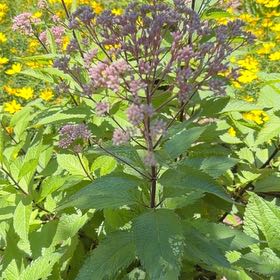 Photo of the plant species Japanese Meadowsweet by @LeadingBlinks86 named Michelle Branch on Greg, the plant care app