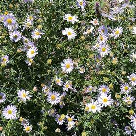 Photo of the plant species Michaelmas Daisy by @LeadingBlinks86 named Gates on Greg, the plant care app