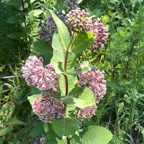 Photo of the plant species Common Milkweed by @LeadingBlinks86 named Tolkien on Greg, the plant care app