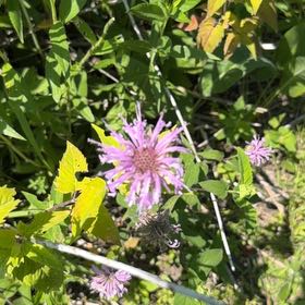 Photo of the plant species Wild Bergamot by @LeadingBlinks86 named Einstein on Greg, the plant care app