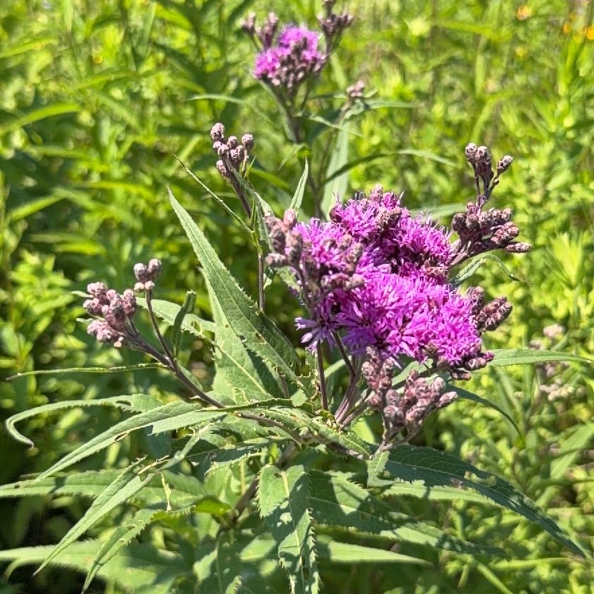 Photo of the plant species New York Ironweed by @LeadingBlinks86 named Aria on Greg, the plant care app