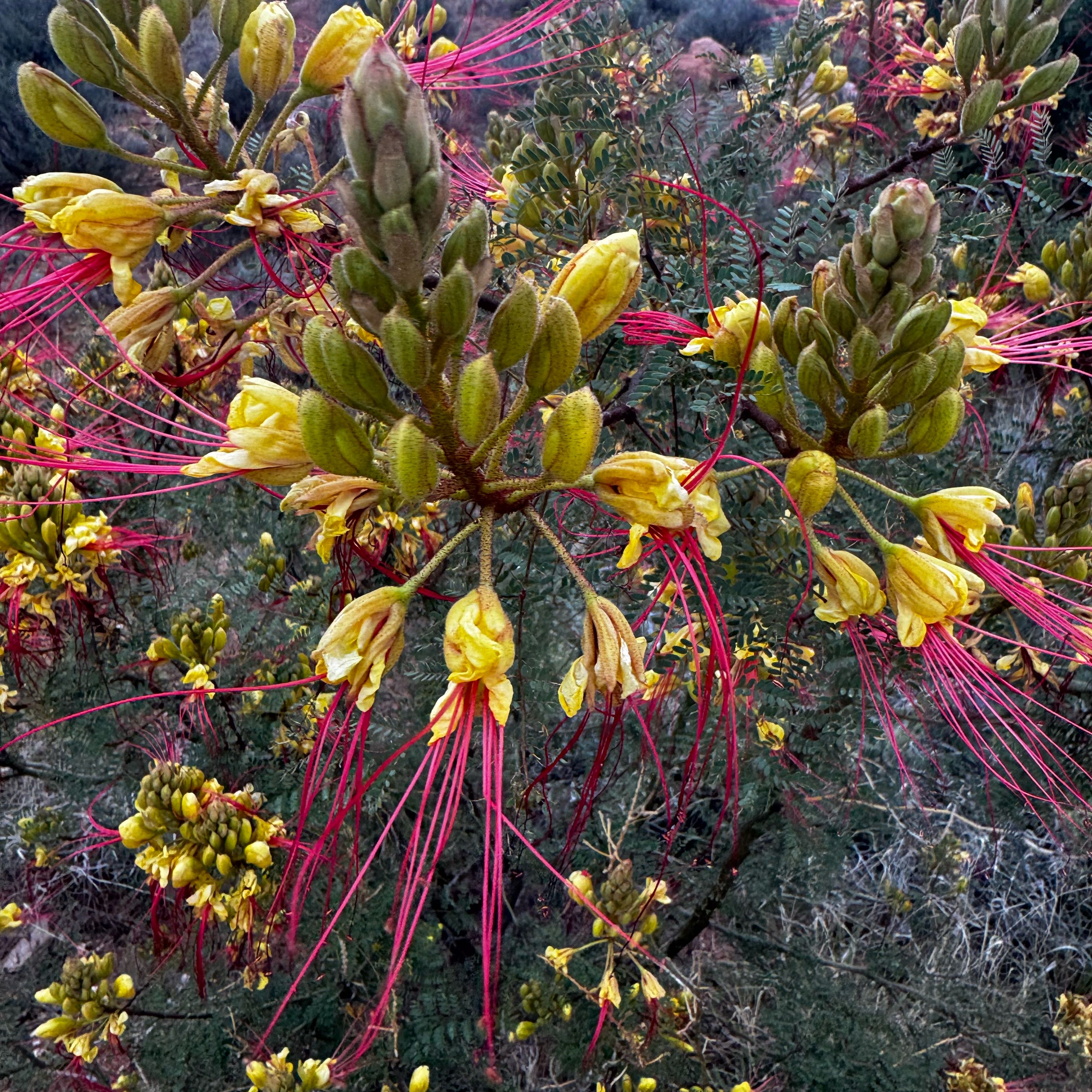 Photo of the plant species Bird-of-Paradise Shrub by @SmoothTaro named Lavender on Greg, the plant care app