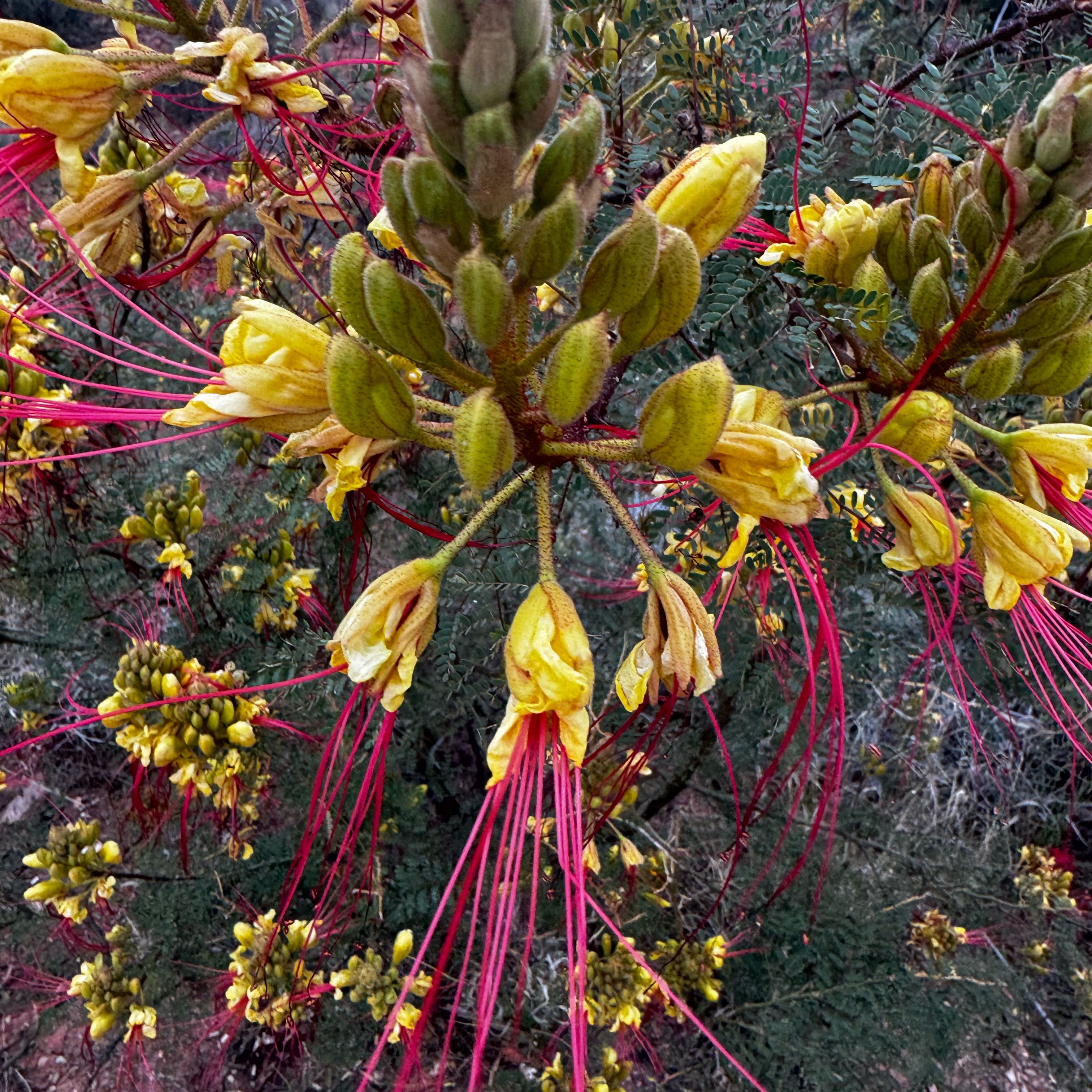 Photo of the plant species Bird-of-Paradise Shrub by @SmoothTaro named Athena on Greg, the plant care app