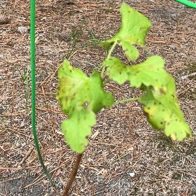 Photo of the plant species Red Currant by @IdolIceplant37 named Clooney on Greg, the plant care app