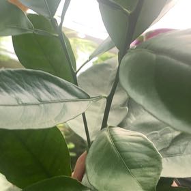Photo of the plant species Sour Orange by @UnusualCatnip76 named Orange on Greg, the plant care app