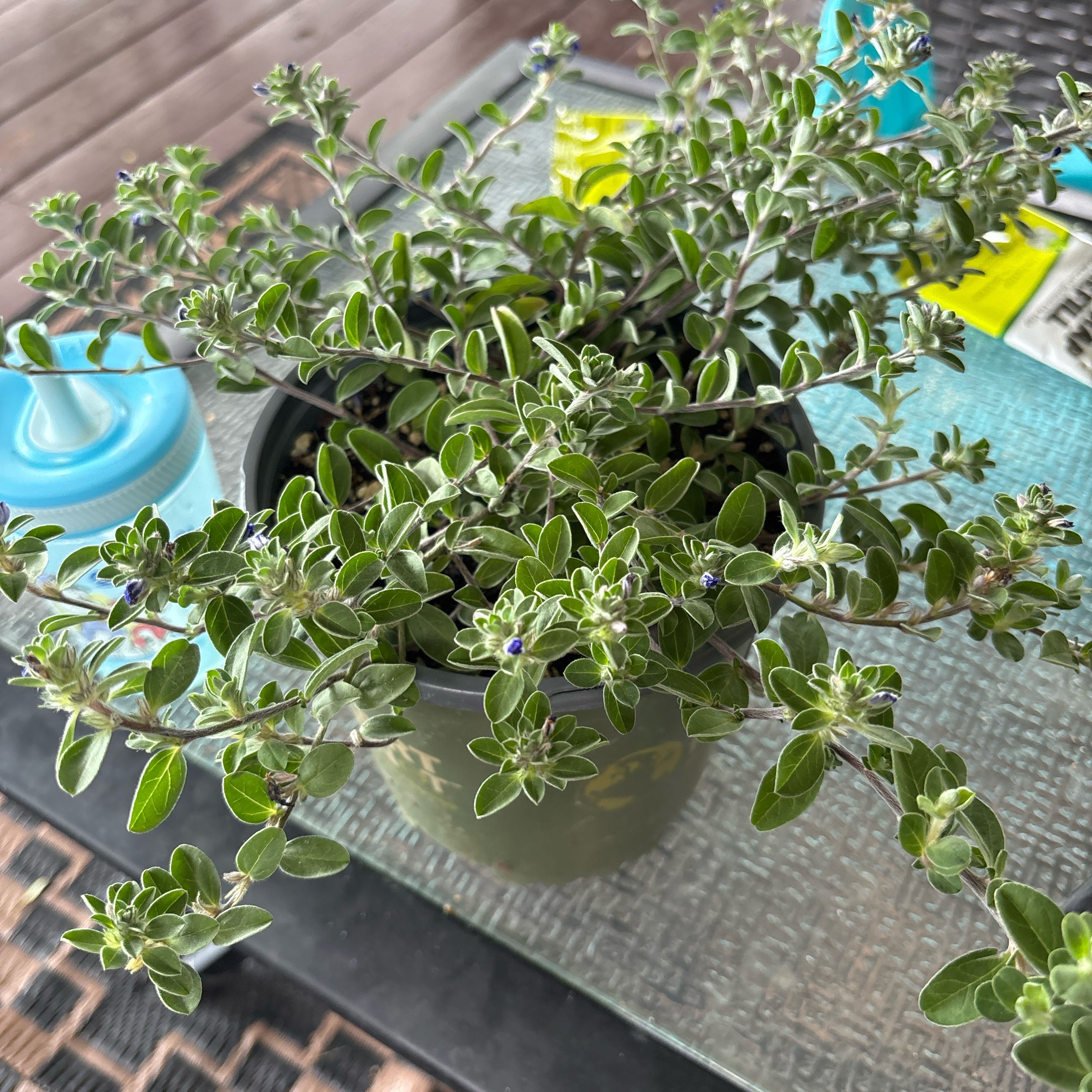 Photo of the plant species Beach Bum Blue by @NurseSucc51 named Daisy Duke on Greg, the plant care app