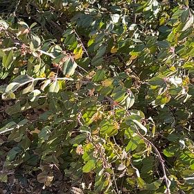 Photo of the plant species Milkflower Cotoneaster by @Log132 named Keanu Leaves on Greg, the plant care app