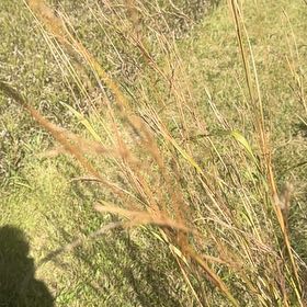 Photo of the plant species Old Switch Panic Grass by @BigTricolor79 named Lavender on Greg, the plant care app