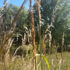 Photo of the plant species Reed Canarygrass by @BigTricolor79 named Beyonce on Greg, the plant care app