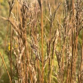 Photo of the plant species False Oat-Grass by @BigTricolor79 named Mando on Greg, the plant care app