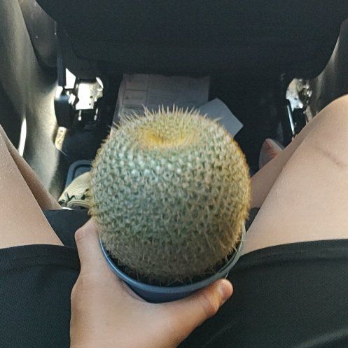 Photo of the plant species Golden Pincushion Cactus by @DirectWoodvetch named Lebron on Greg, the plant care app