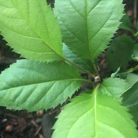 Photo of the plant species American Ginseng by @RegalSeaoxeye79 named Figyonce on Greg, the plant care app