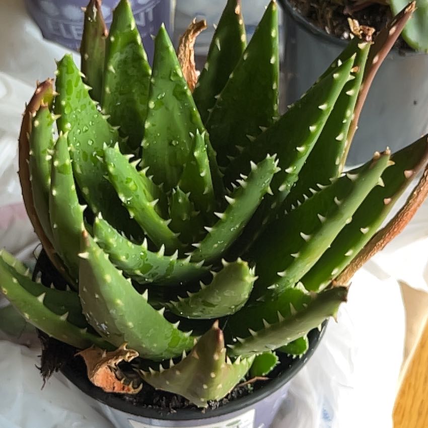 Photo of the plant species Gold Tooth Aloe by @PetCucumber31 named Orlando Bloom on Greg, the plant care app