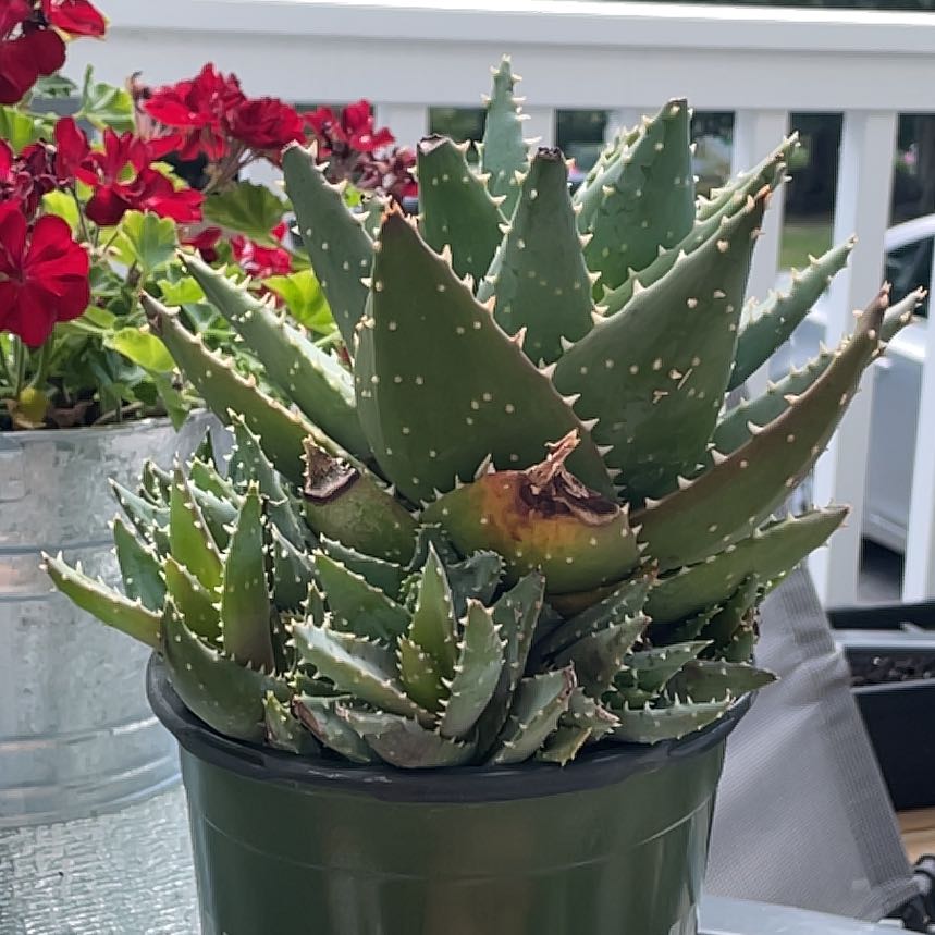 Photo of the plant species Aloe 'Velociraptor' by @TopDamascisa89 named Bodhi on Greg, the plant care app